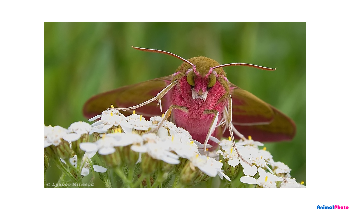  ,  (Deilephila elpenor)