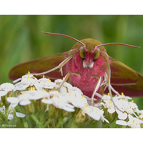  ,  (Deilephila elpenor)